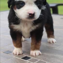 Bunny's Blue-eyed Black Tri Female - Black tri female Toy Australian Shepherd puppy in Leighton, Alabama from Isbell Land & Livestock, LLC
