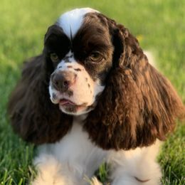 Breezy - Cocker Spaniel