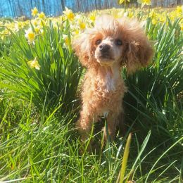 Tortellini - Red  Poodle puppy in Cypress Inn, Tennessee from Nine Pines Poodles