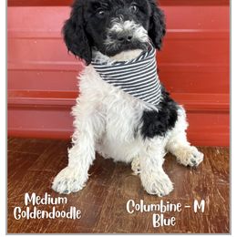 Columbine - Parti male Goldendoodle puppy in Fort Lupton, Colorado from Puppy Paws Colorado