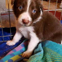 Border Collie Puppies from Spice of Life Border Collies