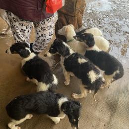 Borzoi and Greyhound Puppies from Kay Henderson