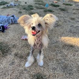 Boy 2 - male Chinese Crested puppy in Springfield, Oregon from Rose’s Chinese Cresteds