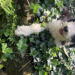 Bordoodle Puppies from Borders of Eby Eden