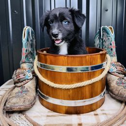 Taylor - Black & white female Australian Shepherd puppy in Texas from Legendary Canines