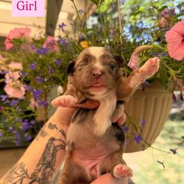Girl 4 - Blue merle female Miniature American Shepherd puppy in Colorado Springs, Colorado from Fuzy Butts Mini & Toy Aussies