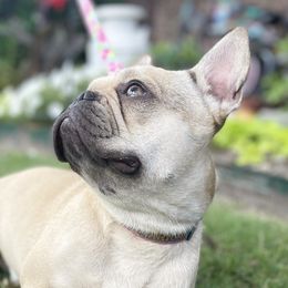 Hazy - French Bulldog