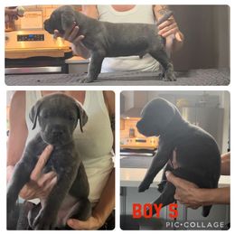 Boy 5 - Cane Corso puppy in Tennessee from Nuovo Inizi Kennels