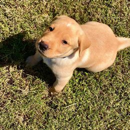 Labrador Retriever Puppies from Green Acres Labradors