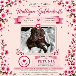 3. PETUNIA - HOT PINK COLLAR GIRL - Chocolate female Goldendoodle puppy in Charlo, Montana from Heavenly Hilltop Farm