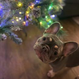 Stormy - French Bulldog