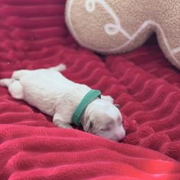 Elphie - Apricot female Cavapoo puppy in Chino, California from Coopers Lane Puppies