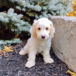 Cookie - Caramel ice male Australian Labradoodle puppy in Fort Defiance, Virginia from Crown Doodles