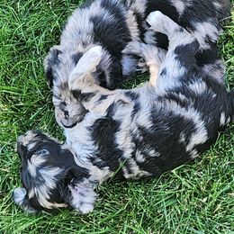 Monica - Blue merle female Aussiedoodle puppy in Vernal, Utah from Adorable Aussiedoodles