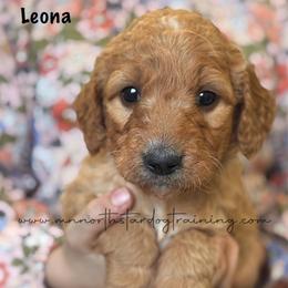 Leona - Red  female Goldendoodle puppy in Lancaster, Minnesota from North Star Dog Training