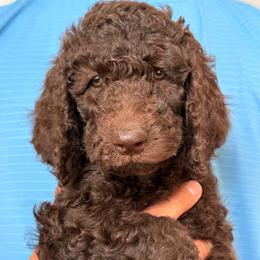 Yellow - Chocolate female Labradoodle puppy in Chula Vista, California from Coastal Cocoa Labradoodle