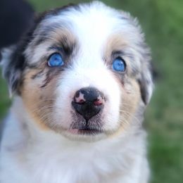 Jewel - Australian Shepherd puppy from Kerr Aussies