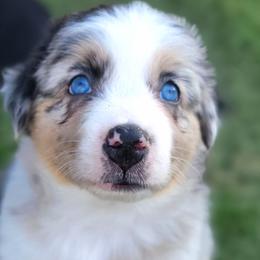 Jewel - Australian Shepherd puppy from Kerr Aussies