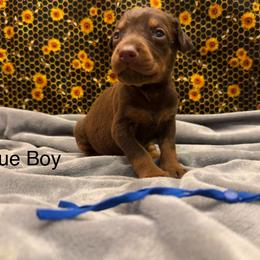 Blue Boy - Red and rust male Doberman Pinscher puppy in Knox, Indiana from Double River Dobermans