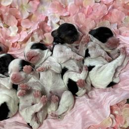 Cocker Spaniel puppies from Cochran Spaniels