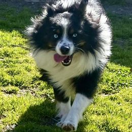 Sarge - Miniature Australian Shepherd