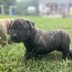 Perro de Presa Canario Puppies from Stephanie Ruiz