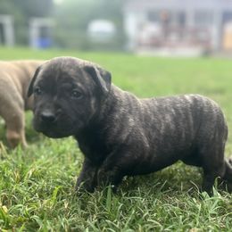 Perro de Presa Canario Puppies from Stephanie Ruiz