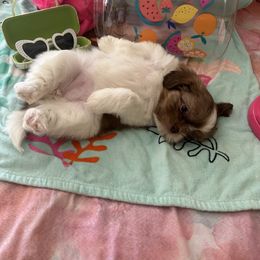 Shih Tzu Puppies from Liz Shih Tzu Cuties