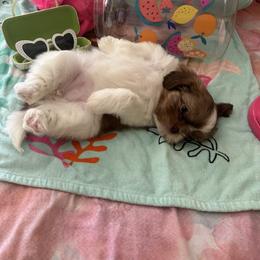 Shih Tzu Puppies from Liz Shih Tzu Cuties