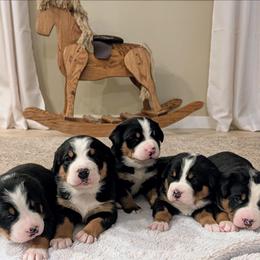 Girl 1 - Black, white and red female Greater Swiss Mountain Dog puppy in Reinholds, Pennsylvania from Stonebridge Swissies