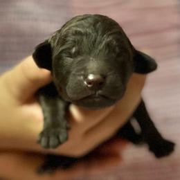 Female 4 - Chocolate female Assorted Doodle Crosses puppy in Kansas City, Missouri from Beary GoldenDoodles