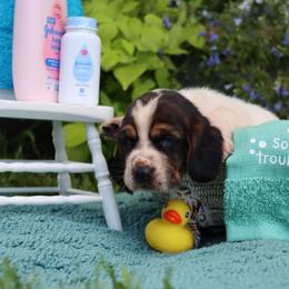 Sailor - Black brown and white male Basset Hound puppy in Pollock, Missouri from Northstar