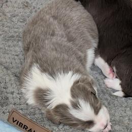 Colt - White and blue male Border Collie puppy in Ashford, Alabama from Double4farms