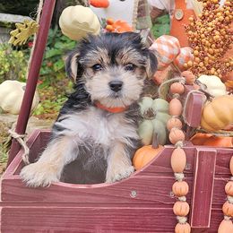 Orange Collar Girl - Black and tan female Morkie puppy in Guyton, Georgia from Fluff Town Puppies