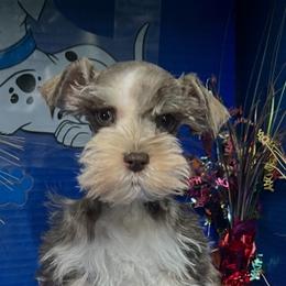 Ultron - Salt and pepper male Miniature Schnauzer puppy in Georgia & Florida, Georgia from Fiesta Pups