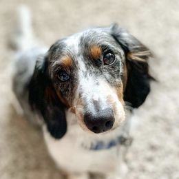 Dachshunds from Darlin Doxins