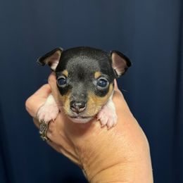 Lola's AG7 - White black and tan female Toy Fox Terrier puppy in Clermont, Florida from Debbie Hiles's Toy Fox Terriers