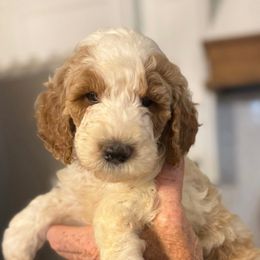 Dark green collar boy - Cream male Goldendoodle puppy in Vian, Oklahoma from Dog Days Doodles
