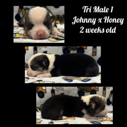 Red Headed Tri Male 1 - Black and tan male Pembroke Welsh Corgi puppy in Stephenville, Texas from Rising JM Pembrokes