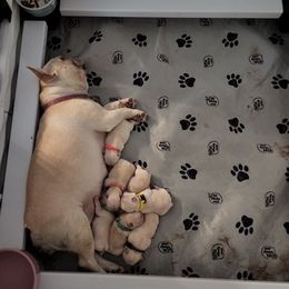 French Bulldogs from Calibash Bullies