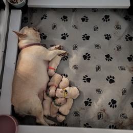 French Bulldogs from Calibash Bullies