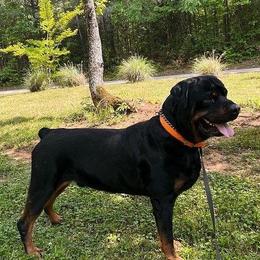 Bubba - Rottweiler