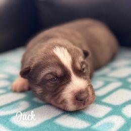 Jack - Agouti and white Siberian Husky puppy in Tiverton, Rhode Island from Mount Hope Siberians