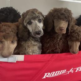 Poodle Puppies from Creek Side Kennels