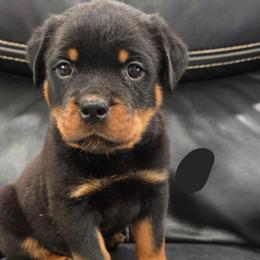 Boy (Black Collar) - Black and mahogany male Rottweiler puppy in San Antonio, Texas from HAUS OF RZA