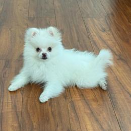 Otis Merle Male - White male Pomeranian puppy in Las Vegas, Nevada from POM SOCIETY