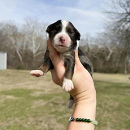 Scout - Merle male Bernedoodle puppy in Wamego, Kansas from Doodles of Oz