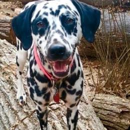 Purdy - White and black female Dalmatian puppy in Travelers Rest, South Carolina from Cotton Top