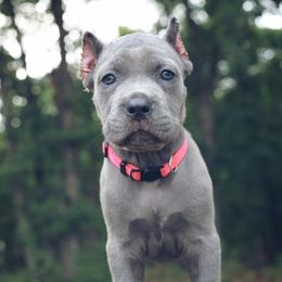 Boxer and Cane Corso Puppies from Soaring Royalty Canines LLC