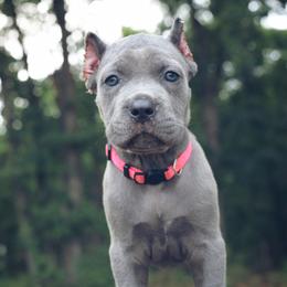 Boxer and Cane Corso Puppies from Soaring Royalty Canines LLC